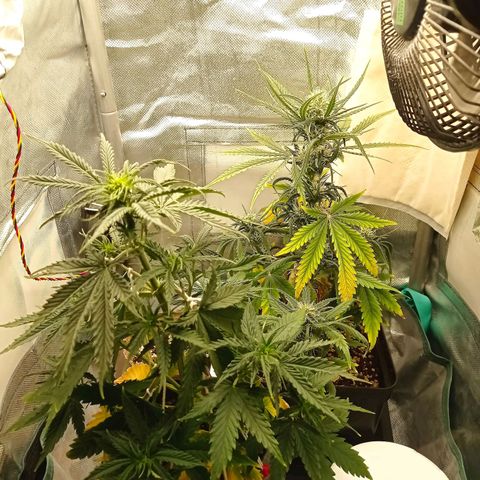 Low Afghan  growlog timeline photo