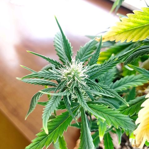 Strawberry Cake growlog timeline photo