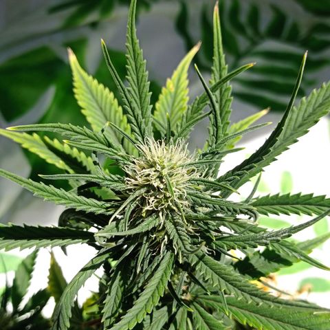 Strawberry Cake growlog timeline photo