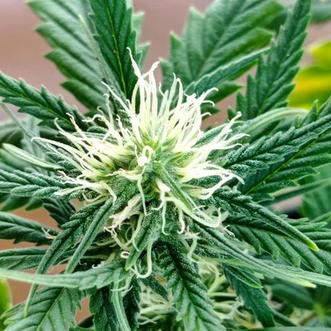 Strawberry Cake growlog timeline photo