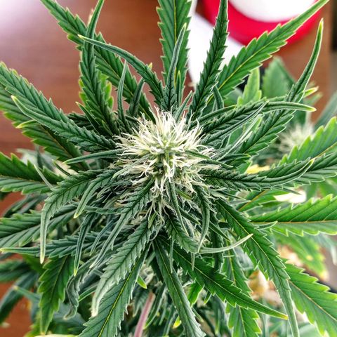 Strawberry Cake growlog timeline photo