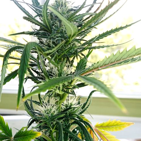 Strawberry Cake growlog timeline photo