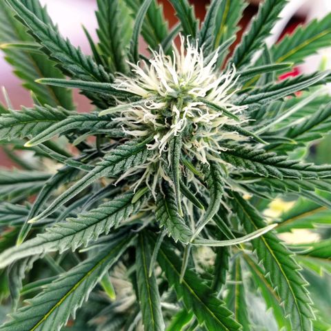 Strawberry Cake growlog timeline photo
