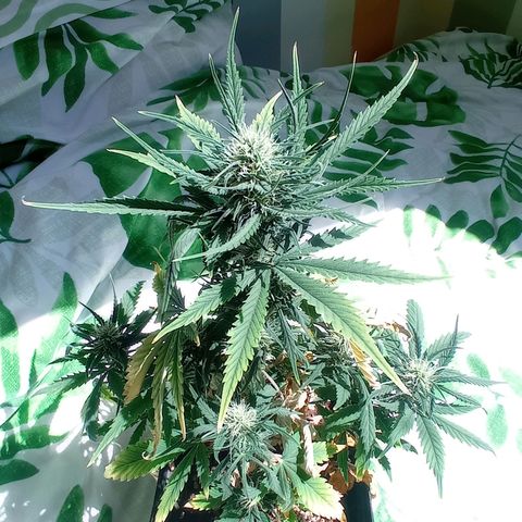 Strawberry Cake growlog timeline photo