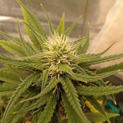 Strawberry Cake growlog timeline photo