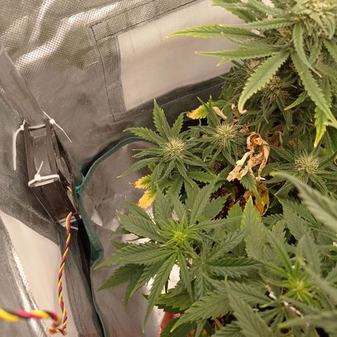 Strawberry Cake growlog timeline photo
