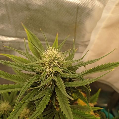 Strawberry Cake growlog timeline photo