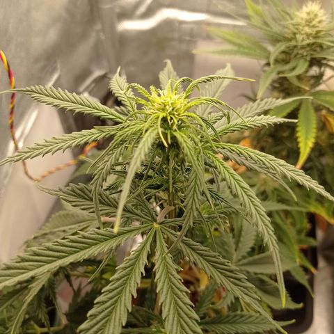 Low Afghan  growlog timeline photo
