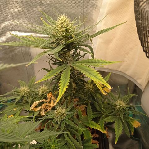 Strawberry Cake growlog timeline photo