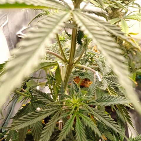 Low Afghan  growlog timeline photo