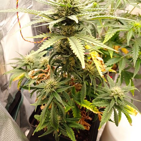 Strawberry Cake growlog timeline photo