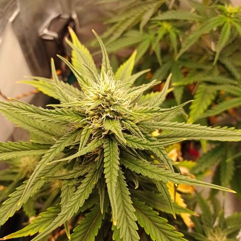 Strawberry Cake growlog timeline photo