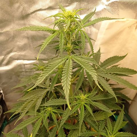 Low Afghan  growlog timeline photo