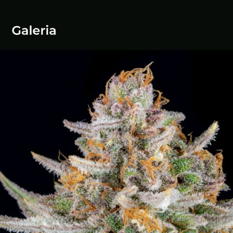 Strawberry Cake growlog timeline photo
