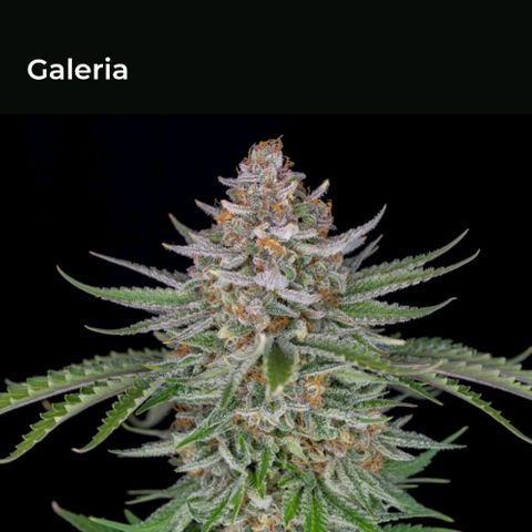 Strawberry Cake growlog timeline photo