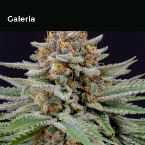 Strawberry Cake growlog timeline photo