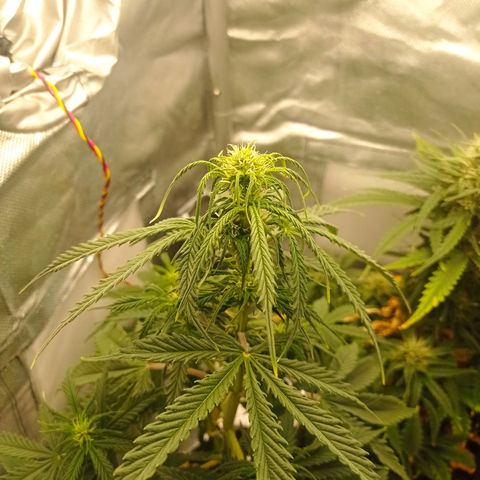 Low Afghan  growlog timeline photo