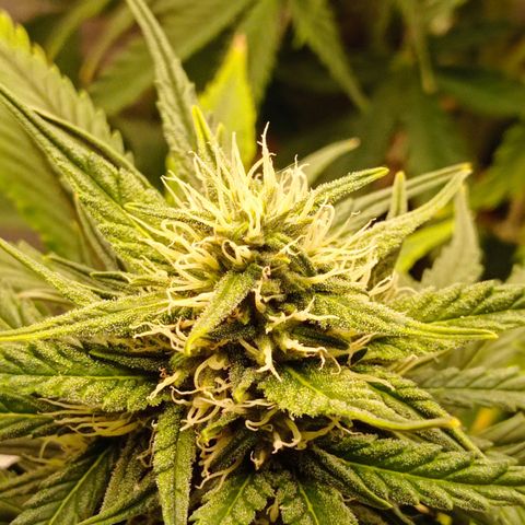 Strawberry Cake growlog timeline photo