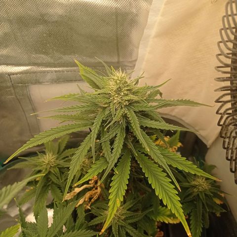 Strawberry Cake growlog timeline photo