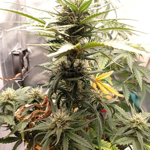Strawberry Cake growlog timeline photo