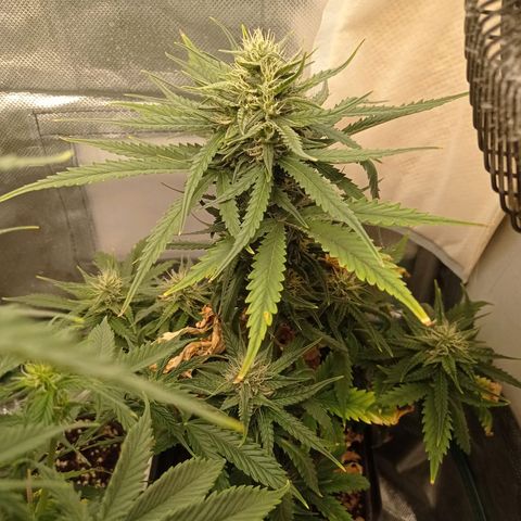 Strawberry Cake growlog timeline photo