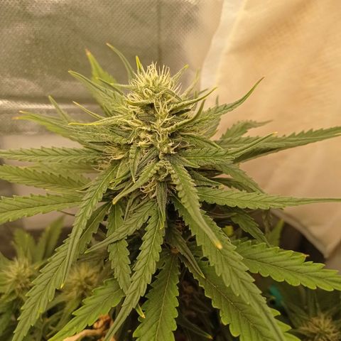 Strawberry Cake growlog timeline photo