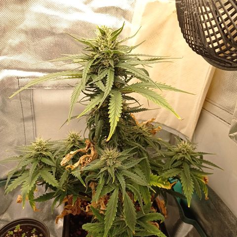 Strawberry Cake growlog timeline photo