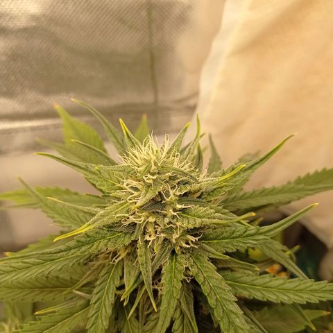 Strawberry Cake growlog timeline photo