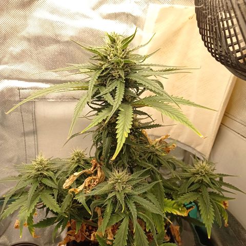 Strawberry Cake growlog timeline photo