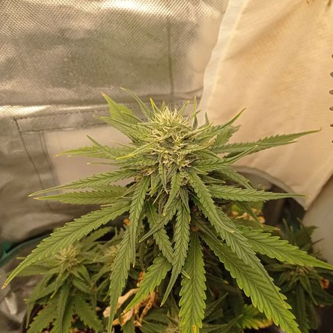 Strawberry Cake growlog timeline photo