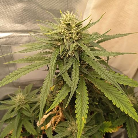 Strawberry Cake growlog timeline photo