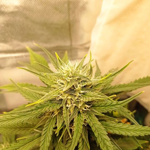Strawberry Cake growlog timeline photo