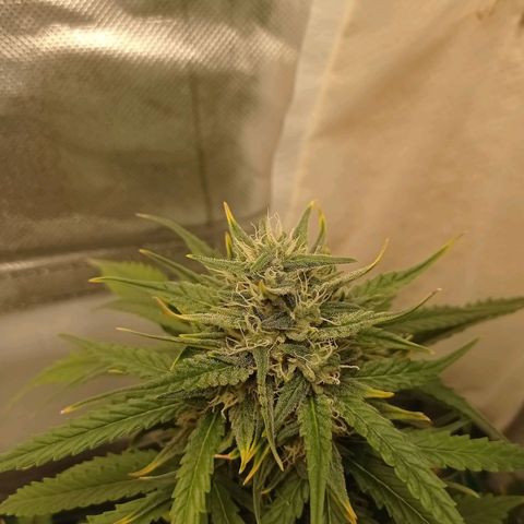 Strawberry Cake growlog timeline photo