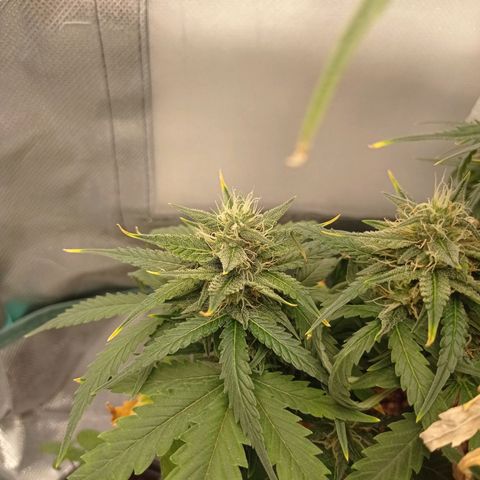 Strawberry Cake growlog timeline photo