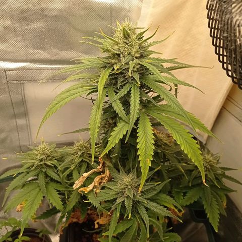 Strawberry Cake growlog timeline photo