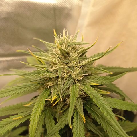 Strawberry Cake growlog timeline photo