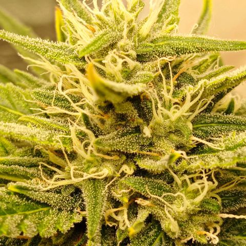 Strawberry Cake growlog timeline photo