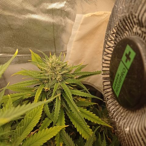 Strawberry Cake growlog timeline photo