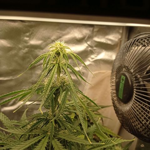Low Afghan  growlog timeline photo