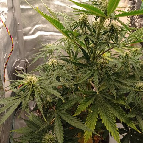 Low Afghan  growlog timeline photo