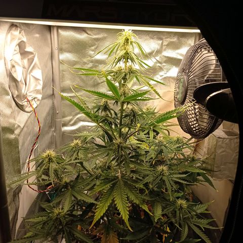 Low Afghan  growlog timeline photo