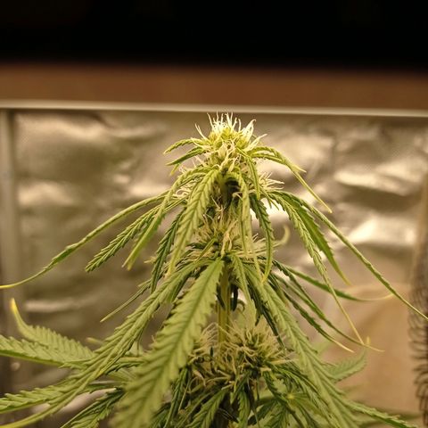 Low Afghan  growlog timeline photo