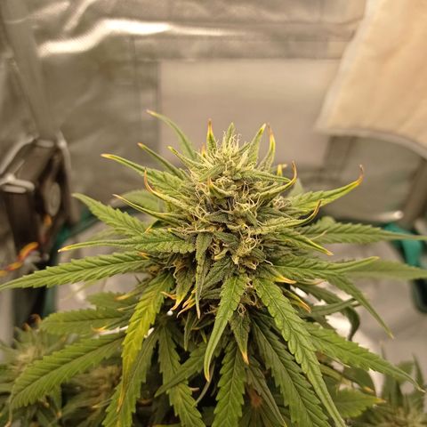 Strawberry Cake growlog timeline photo
