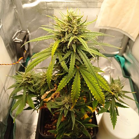 Strawberry Cake growlog timeline photo