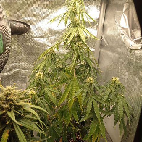 Low Afghan  growlog timeline photo