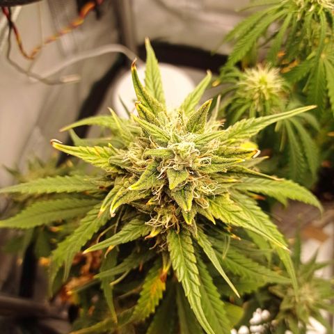 Strawberry Cake growlog timeline photo