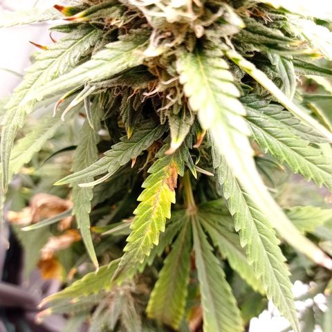 Strawberry Cake growlog timeline photo