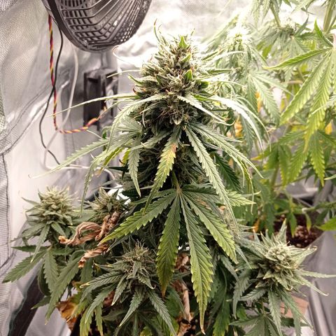 Strawberry Cake growlog timeline photo