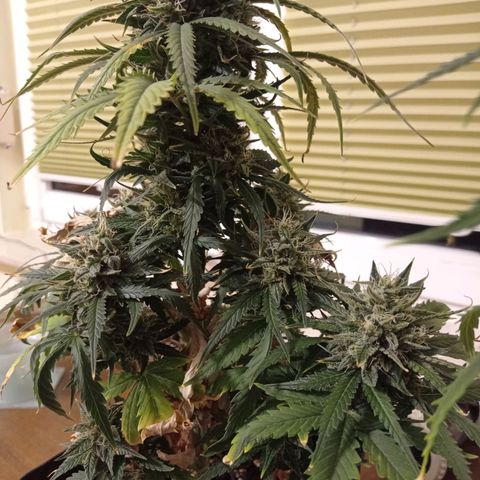 Strawberry Cake growlog timeline photo