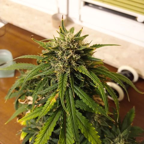 Strawberry Cake growlog timeline photo